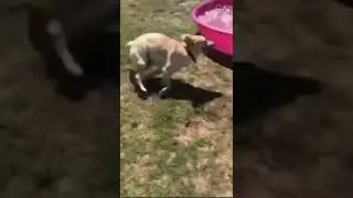 Most Amazing Animals | Pets cats and dogs video collection 2022 