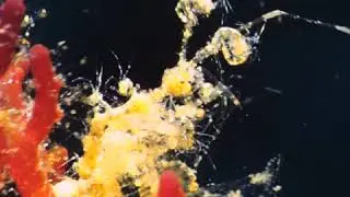 Skeleton Shrimp with Her Young - Anilao Dive Resort Site by Blue Ribbon Dive Resort