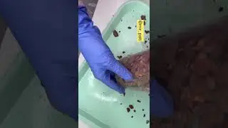 ПЕРЕСАДКА ЗАЛИТОЙ ОРХИДЕИ ЧАСТЬ 3