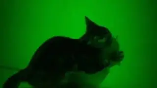 Remzi - Kedi Remzi