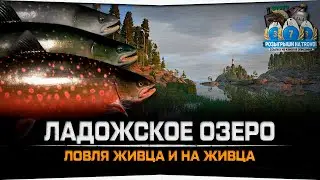 Ладожское озеро • Ловля живца и на живца • Русская Рыбалка 4