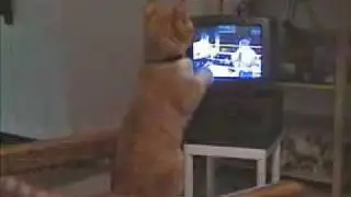 Кот боксирует у телевизора!!!!