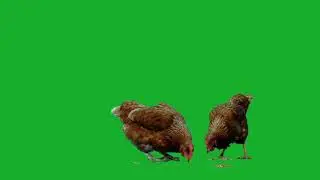 chicken green screen video effect
