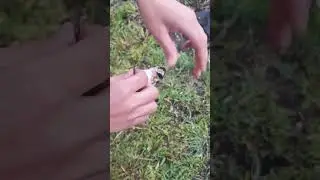 ловля чёрноголового щегла на сеть,охота,щегол,пение,птицы,позывка,черноголовый,чир чир,репел,кенар.