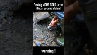 Finding MORE GOLD in the illegal ground sluice!!! part 4