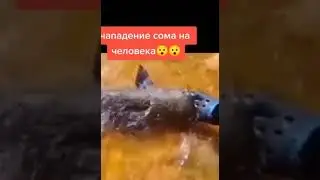 Сом НАПАЛ! На ЧЕЛОВЕКА!!! Catfish attack on a person!