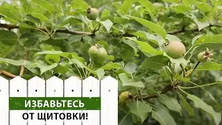 В чем заключается успех борьбы с щитовкой? Совет от эксперта!