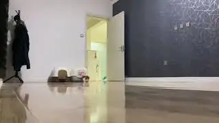 Тыгыдык на коротких лапках. Смотреть со звуком
