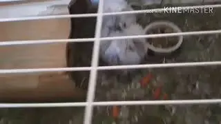 Ещё  одно видео с очень милой морской свинкой со странный песней на фоне.