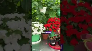 Как житель ХМАО купил квартиру в Тюмени с ТЕРРАСОЙ. Что мы купили? История покупки!  😍
