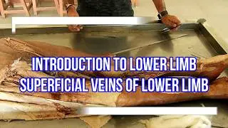 Dissection of Front of Thigh, Superficial veins of lower limb