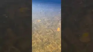 ЯМА В РУЧЬЕ КИШИТ ХАРИУСОМ - РЫБАЛКА В МОНГОЛИИ 