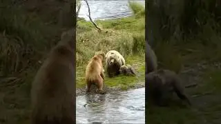 Mother Bear's Defense