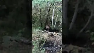 Охота на медведя на приваде в общедоступных угодьях. Hunting for a bear on bait in public areas.