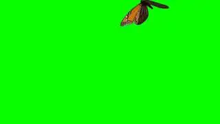 Butterfly - Green Screen 3D Animation Video  🦋