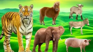 Peaceful Moments with Adorable and Familiar Creatures