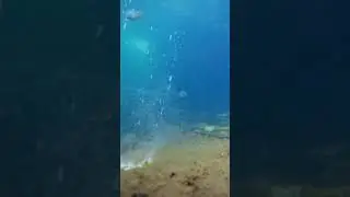 Реакция рыбы на шипучую аскорбинку!