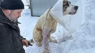 Results of the second operation of the giant dog. Let's take Circassian home!