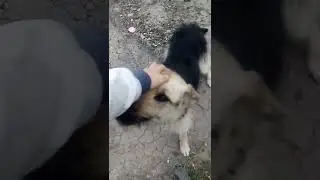 собака выпалняет каманды #собака #рекомендации