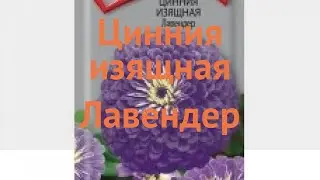 Цинния изящная Лавендер (lavender) 🌿 цинния Лавендер обзор: как сажать семена циннии Лавендер