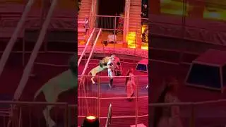 Лев напал на дрессировщика 😨