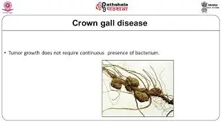 M-01. Agrobacterium tumefaciens and agrobacterium rhizogenes in genetic engineering