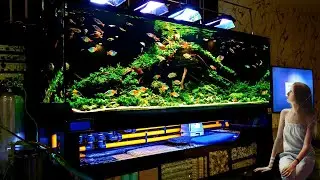 Largest Rainbow Fish Aquarium | Best Rainbowfish Tank at Home
