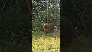 Нашествие медведей в Румынии, лучше не выходить из машины #transfagarasan #vidraru #bear #dangerous