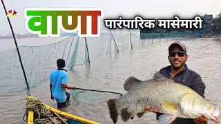 वाण्यात पडली मोठी जितारी आणि तांबी | Barramundi | पारंपरिक मासेमारी | JITARI | | Fishing | Vana