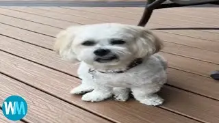 Top 5 Talking animals