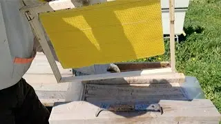 Будут ли пчёлы отстраивать вощину в безматочной семье?