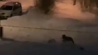 Волк при людях загрыз и утащил кошку это Тосненский район. Ленинградская область