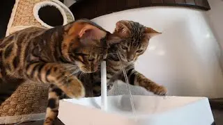 Building a water fountain for our kittens