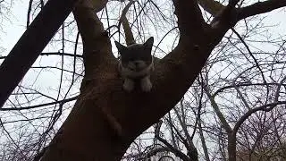 Наша новенькая котейка. Сема. Приют Люськин Дом в Сочи