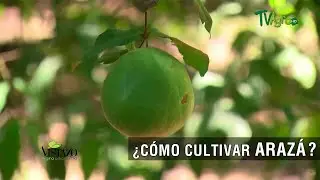 Cómo cultivar Arazá - TvAgro por Juan Gonzalo Angel Restrepo