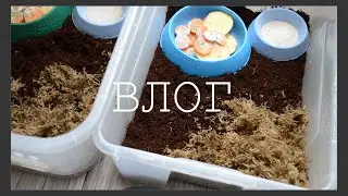 ВЛОГ: новые улитки/ готовим курочку