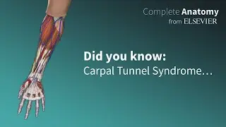 Carpal tunnel syndrome - Understanding the role of the median nerve