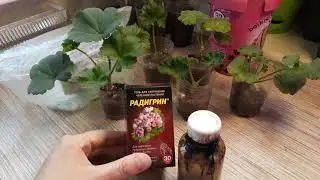 ПОЧЕМУ ГНИЮТ ЧЕРЕНКИ/ОШИБКИ В ЧЕРЕНКОВАНИИ/МИФЫ И ВАЖНЫЕ МОМЕНТЫ👌🌱🌺