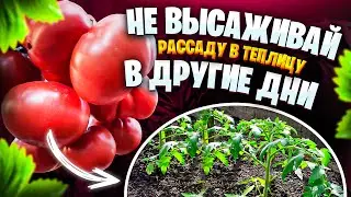 ИМЕННО В ЭТИ ДНИ Высаживаю Рассаду,  Урожай Больше ВДВОЕ!