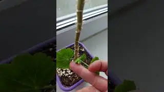 НЕ БОЙТЕСЬ СТРИЧЬ СВОИ ПЕЛАРГОНИИ 🌺