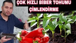 Çok Hızlı Biber Tohumu Çimlendirme Yöntemi