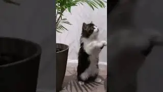 Welcome Home, Koko! A Kitten’s First Week Journey #shorts
