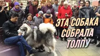 Все столпились посмотреть на собаку • Прогулка по Никольской улице • Москва / AIDA ASKEROVA