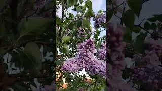 Такая красивая сирень! И такая красивая песня!♥️♥️♥️ 