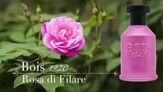 Bois 1920   Rosa di Filare