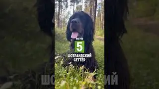 5 фактов о породе – Шотландский сеттер 