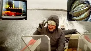 Рыбалка в декабре. Как выглядит на эхолоте  уклейка на глубине 14,5 метра, под ней и рядом - судаки.