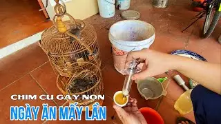 Cho chim Cu Gáy ta non một ngày ăn mấy lần là đủ no?