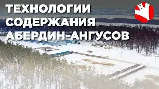 Технологии содержания абердин-ангусов | Содержание коров | Мясное животноводство
