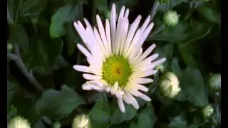 Footage HD video,HD Video Background Animation Video Backgrounds Motion, Backgrounds For Vid 14